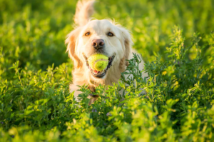 nutritious food for dogs