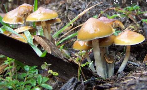 Golden mushrooms